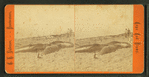 View of beached blackfish.