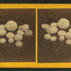 Hail stones.