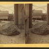 Plymouth Rock.