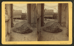 Plymouth Rock.