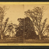 The Centennial Elm.