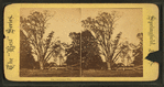 The Centennial Elm.