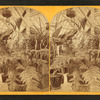 Interior view of a conservatory showing ferns, etc.