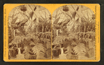 Interior view of a conservatory showing ferns, etc.