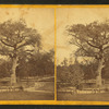 Old elm tree on Boston Common.