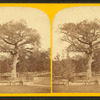 Old elm tree on Boston Common.