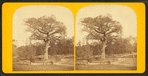 Old elm tree on Boston Common.