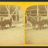 Oxen in Charlestown Navy Yard.