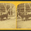 Oxen in Charlestown Navy Yard.