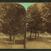 View of a man on tree lined path.