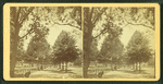 View of a tree-lined path in Boston Common.