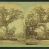 Old elm tree, Boston Common.