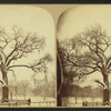 Old elm tree in winter, Boston Common.