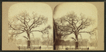 Old elm tree in winter, Boston Common.