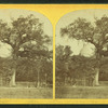 The old elm, Boston Common.