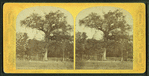 The old elm, Boston Common.