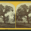 The old elm, Boston Common.