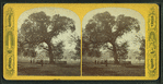 The old elm, Boston Common.