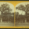 The old elm tree, Boston Common.