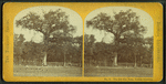 The old elm tree, Boston Common.