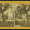 People standing under the old elm tree.