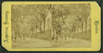 The Common.