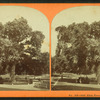 Old elm tree, Boston Common.