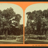Old elm tree, Boston Common.