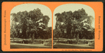 Old elm tree, Boston Common.