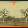 Old elm tree, Boston Common.