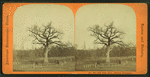 Old elm tree, Boston Common.