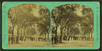 View of people on a tree-lined mall in Boston Common.