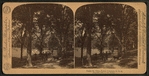 Under the elms, Boston Common, U.S.A.