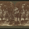 Under the elms, Boston Common.