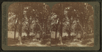 Under the elms, Boston Common.