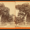 Old elm tree, Boston Common, 1876.