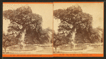 Old elm tree, Boston Common, 1876.