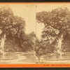 The Old elm, Boston Common, 1876.