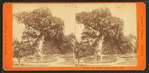 The Old elm, Boston Common, 1876.
