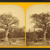 The old elm--Boston Common.