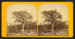 The old elm--Boston Common.