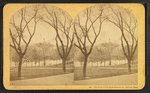 The Frog Pond, from Beacon St., Boston, Mass.