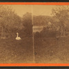 White swan near the side of the pond.