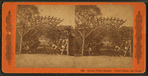 Boston Public Garden, rustic arbor, two views.