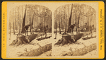 Sawing and butting at L.B. Curtis & Co's.