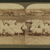 Prize winning sheep (thoroughbred Shropshires) in rich clover pasture, southern Michigan.