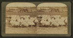 Prize winning sheep (thoroughbred Shropshires) in rich clover pasture, southern Michigan.