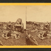 Red river carts.