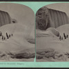 Riding a horse up the Great Ice Mountain, Niagara.