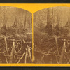 Beaver dam on Marquette River